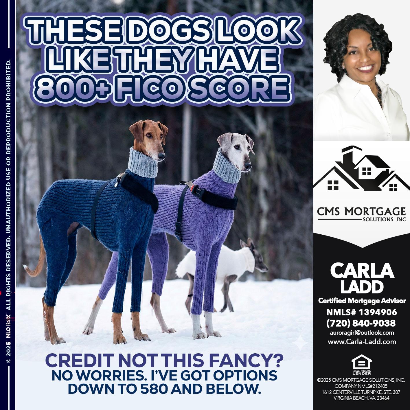 THESE DOGS LOOK - Carla Ladd -Mortgage Loan Originator